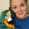 Handraised baby Blue and Gold macaws.