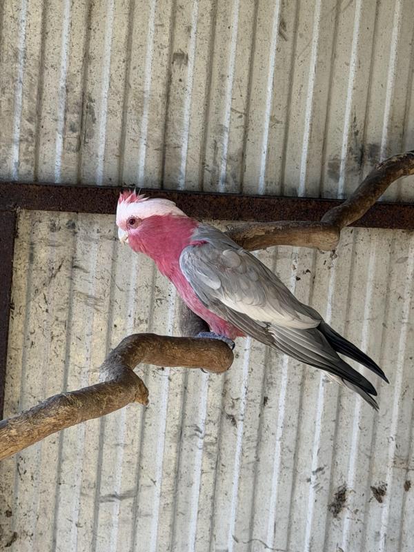 Two female Galahs