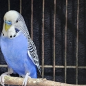 Large Bird Cage Setup + Accessories