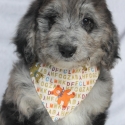 Bordoodles - DNA Clear - RightPaw Verified - Ready Now!