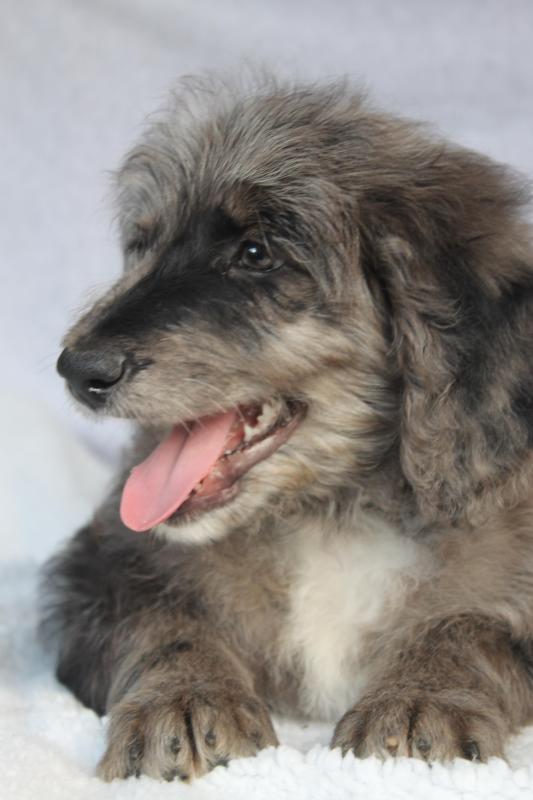 Bordoodles - DNA Clear - RightPaw Verified - Ready Now!