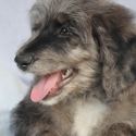 Bordoodles - DNA Clear - RightPaw Verified - Ready Now!