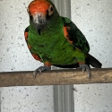 JARDINE BLACK WING COCK