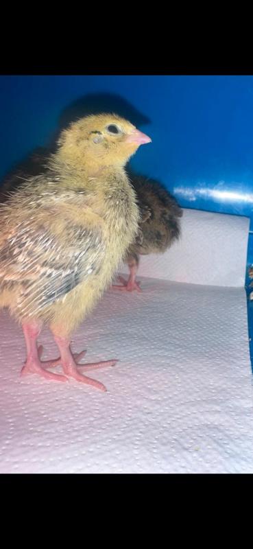 2 week old japanese quails
