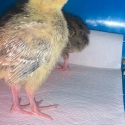 2 week old japanese quails