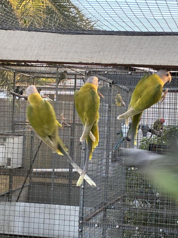 Cinnamon Plumhead Hens
