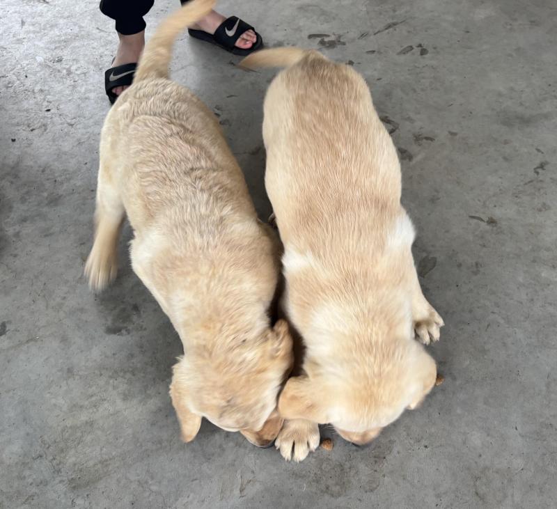 Female  Labrador pups