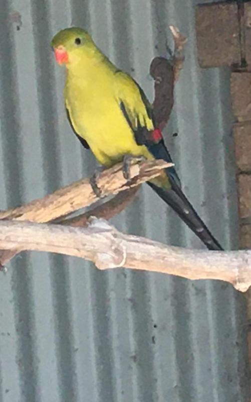 Pair of Regent parrot, hand raised.