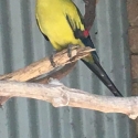 Pair of Regent parrot, hand raised.