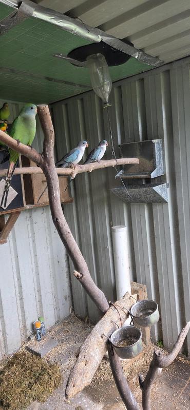 Princes parrots