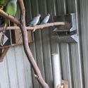 Princes parrots