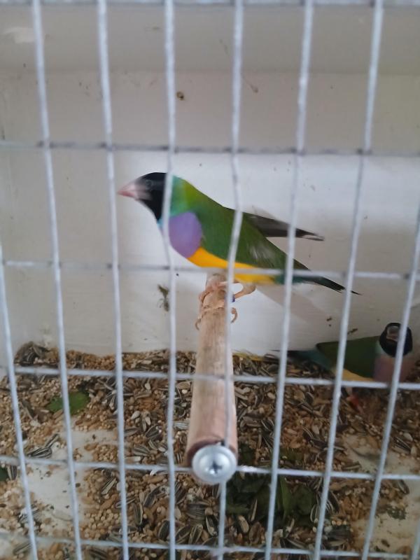 Split blue Gouldian pairs