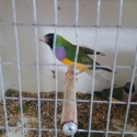 Split blue Gouldian pairs