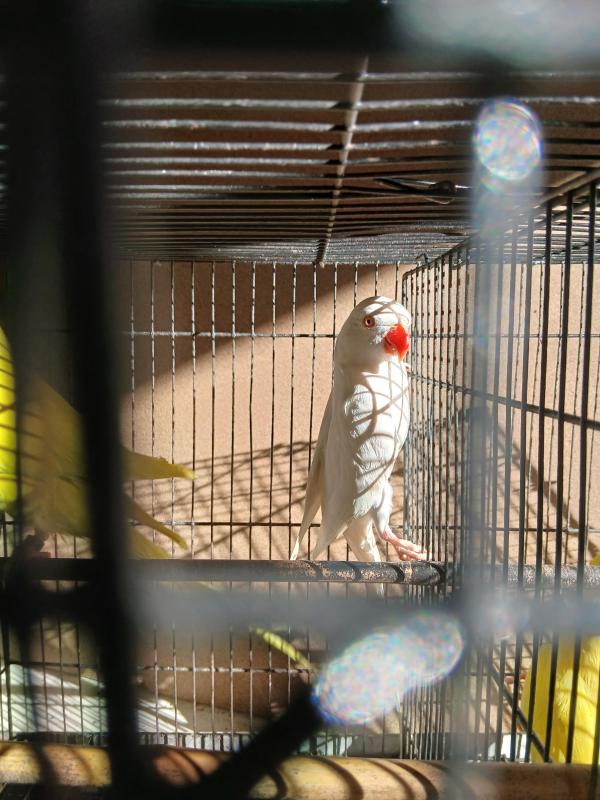 Albino ringneck hen