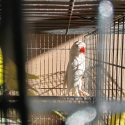 Albino ringneck hen