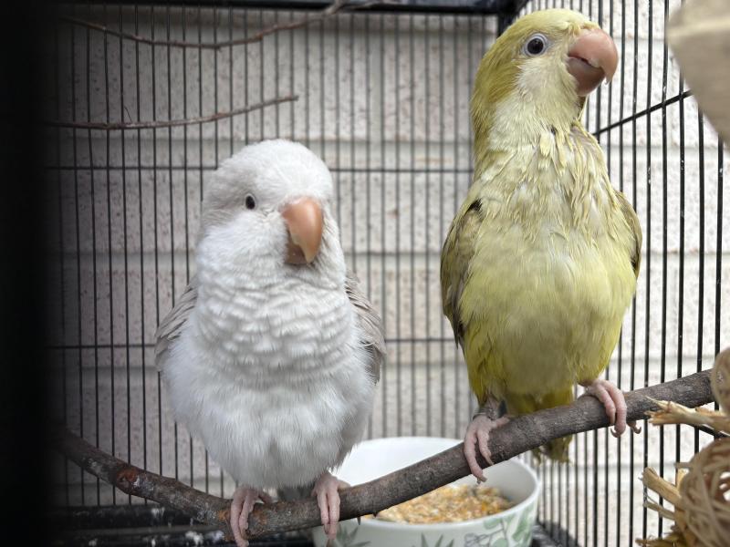 Hand raised Quaker