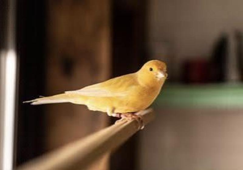 Canaries