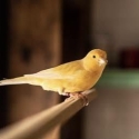 Canaries