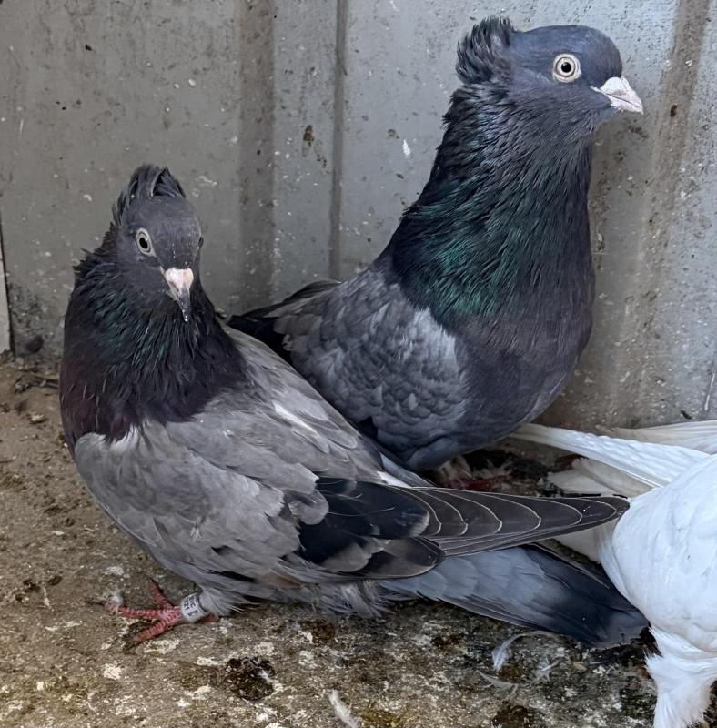 FS: SERBIAN HIGH FLYER PIGEONS-PAIR-