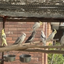 adult & young cockatiels  some young aviary birds