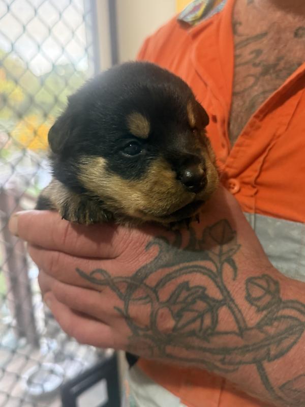 Purebreed Rottweiler