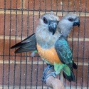 Red bellied partits