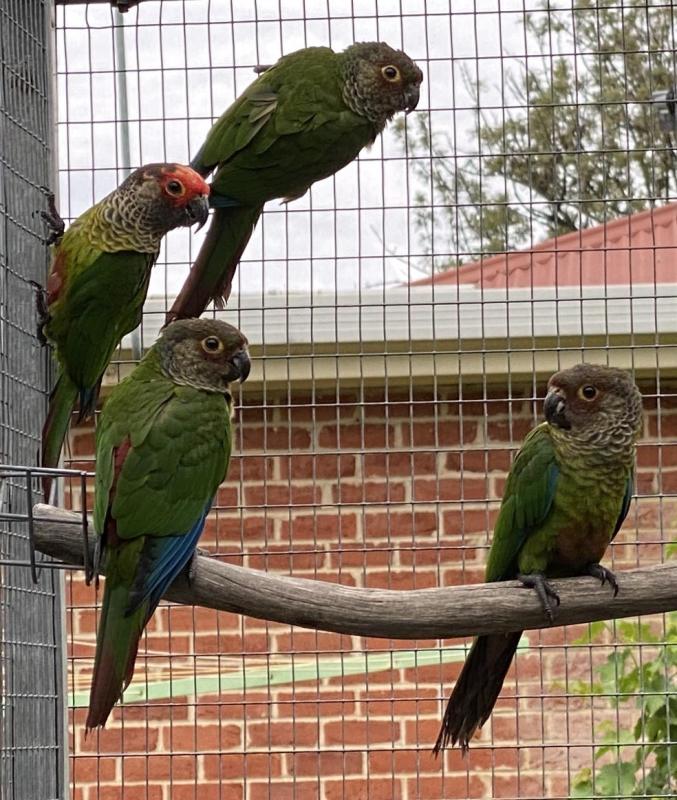 Roseifrons conures