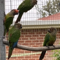 Roseifrons conures