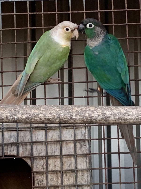 Pair of Blue Conures