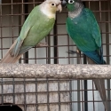 Pair of Blue Conures