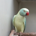 INDIAN RINGNECK MUTATIONS