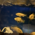 Electric yellows
