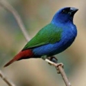 Tri colour parrot finches