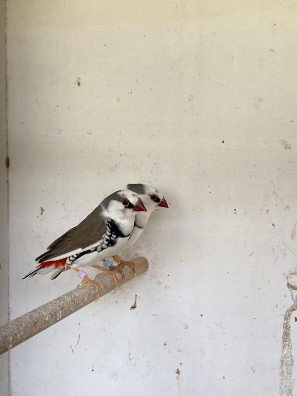 Pied diamond firetails cock birds