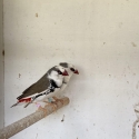 Pied diamond firetails cock birds
