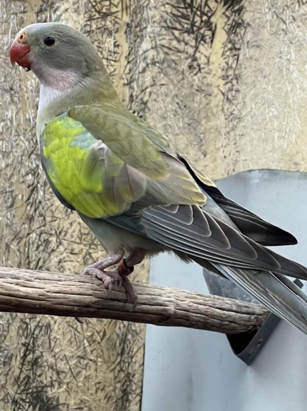 -  PAR BLU  PRINCESS PARROTS  -