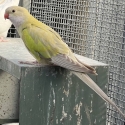 - PASTEL PARBLU PRINCESS PARROT -