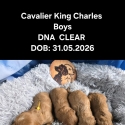 Cavalier King Charles Boys DNA clear- Rightpaw verified