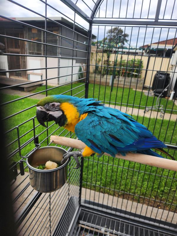 Female blue and gold mccaw
