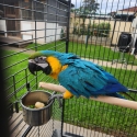 Female blue and gold mccaw