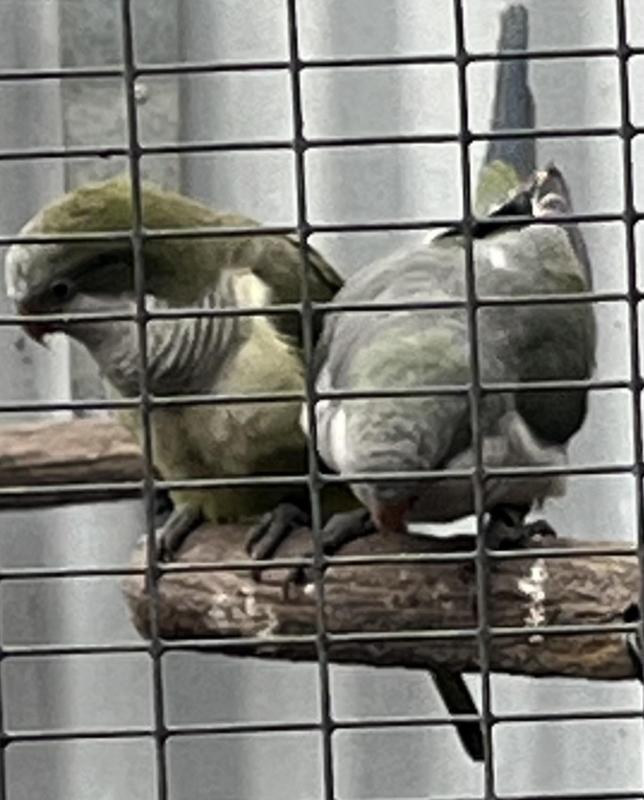 Quaker Parrot Hens