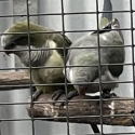 Quaker Parrot Hens