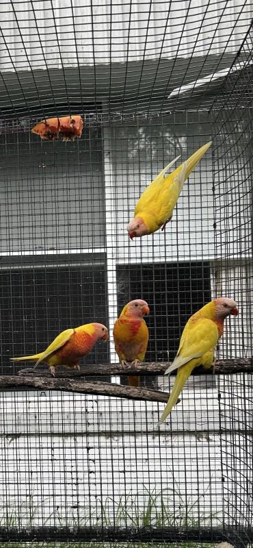 Lutino rainbows