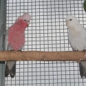 blue galahs