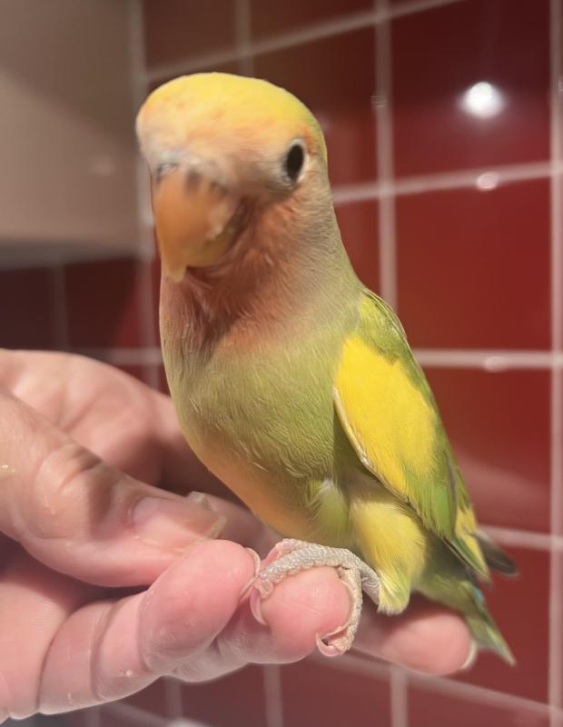 Hand Reared Baby Peachface/Lovebirds 9 Weeks Old