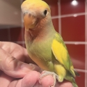Hand Reared Baby Peachface/Lovebirds 9 Weeks Old