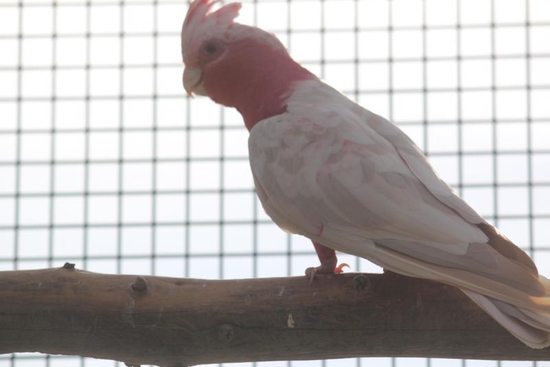 proven breeder cinnamon galah cock