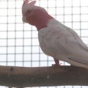 proven breeder cinnamon galah cock