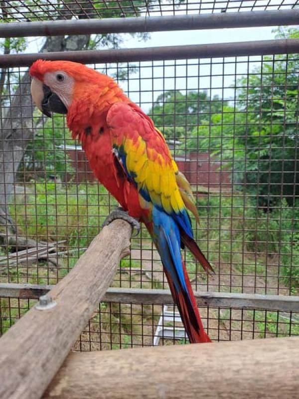 Scarlet Macaws 2024 and 2025 birds