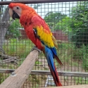 Scarlet Macaws 2024 and 2025 birds